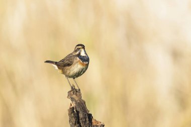 O Pisco-de-peito-azul, ave com cerca de 13 - 14 cm de comprimento e caracteriza-se pela mancha azul no peito que pode ser ausente na femea. Frequenta sobretudo habitatları aquaticos com alguma vejetaryen emergente. 