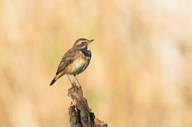 O Pisco-de-peito-azul, ave com cerca de 13 - 14 cm de comprimento e caracteriza-se pela mancha azul no peito que pode ser ausente na femea. Frequenta sobretudo habitatları aquaticos com alguma vejetaryen emergente. 