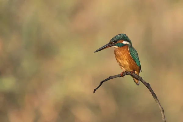 Guarda Rios Inicio Busca Alimentos Captura Peixes Nas Margens Rio - Stok İmaj