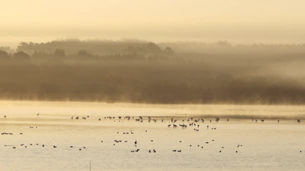 Flamingos Lagoa Obidos Portugal — Stockvideo