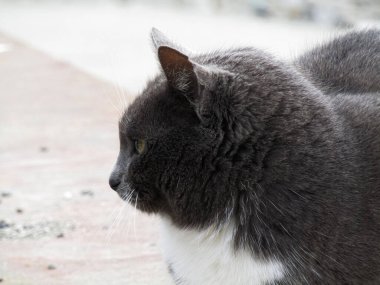 Kedi sahilde rahatlar. 