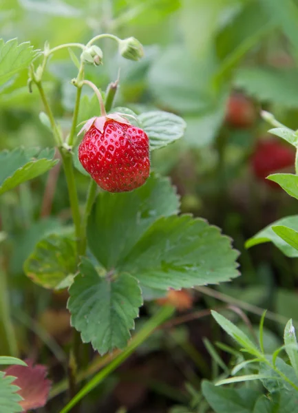 Fresas en el jardín —  Fotos de Stock