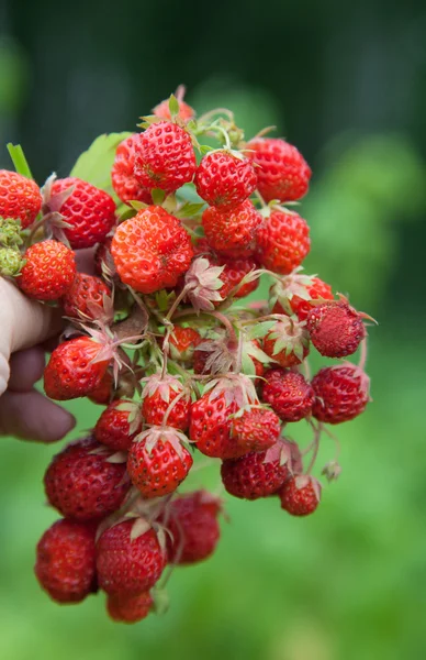 Fragola matura in mano — Foto Stock