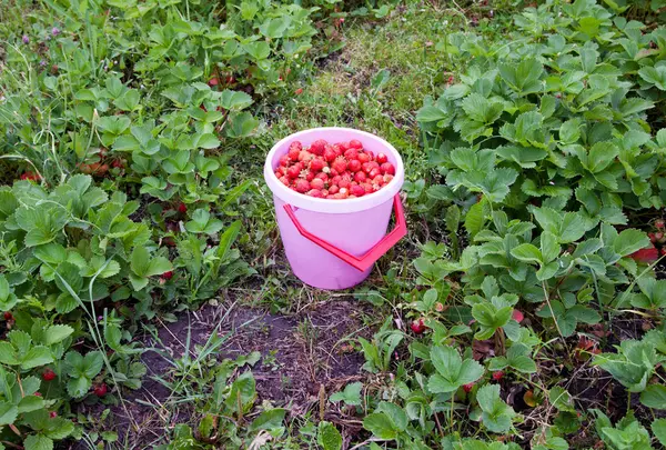 Morangos em um balde — Fotografia de Stock