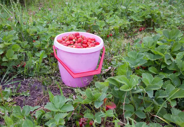 草莓桶里的草莓 — 图库照片