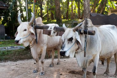 Tayland 'daki bir safari parkında beyaz bufalolar bir arabaya bağlandı.