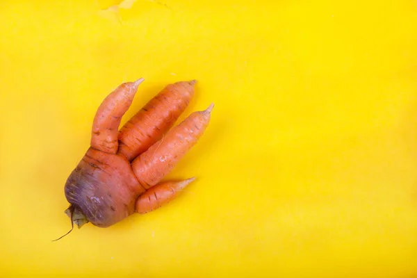 Одна Потворна Кумедна Сира Морква Лежить Жовтому Тлі Копіювати Простір — стокове фото