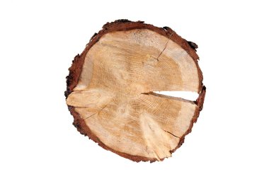 Beyaz arkaplanda bir tarla ağacının kesiti.