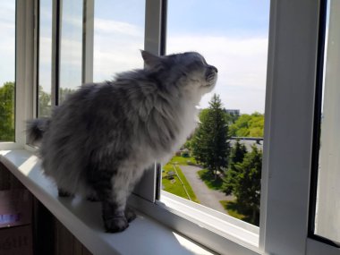 Tüylü gri kedi balkonda hava soluyor. Evcil hayvanlar. Mobil fotoğraf.