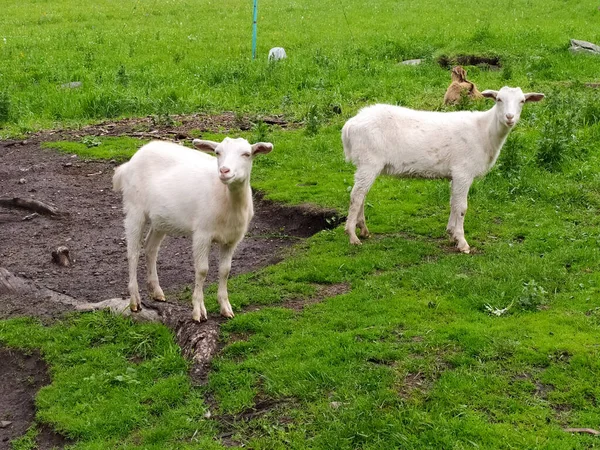 Zwei Weiße Ziegen Verstreut Sommer Auf Dem Grünen Gras Handyfoto — Stockfoto