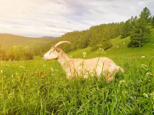 Vor Dem Hintergrund Des Altai Gebirges Streift Eine Schöne Von — Stockfoto