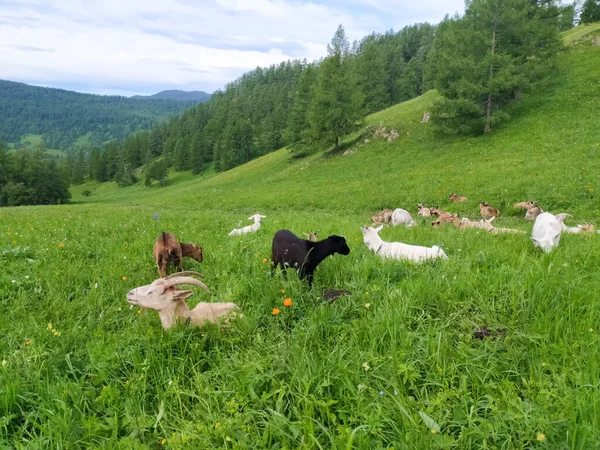 Stádo Bílých Černých Koz Létě Pasou Zelené Trávě Horách Altai — Stock fotografie