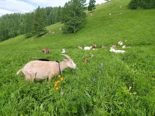 Stádo Koz Létě Pásne Zelené Trávě Altai Mobilní Fotografie — Stock fotografie