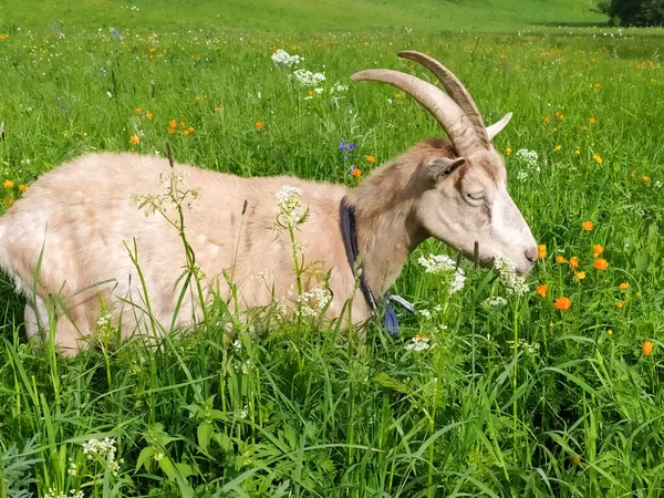 Eine Schöne Beige Ziege Weidet Sommer Altai Handyfoto — Stockfoto