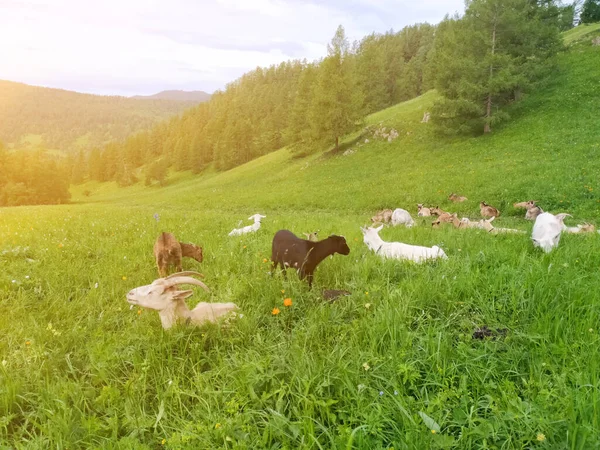 Güneşle Aydınlatılan Keçiler Vardı Yazın Altai Dağlarında Otluyorlardı Mobil Fotoğraf — Stok fotoğraf