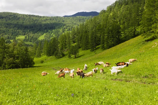 Troupeau Chèvres Blanches Noires Paissent Sur Herbe Verte Été Dans — Photo