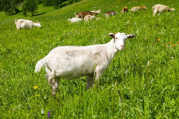 Eine Schöne Beige Ziege Weidet Sommer Altai Gebirge — Stockfoto