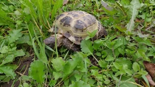 Teknős Nyáron Szabadban Sétál Füvet Eszik — Stock videók