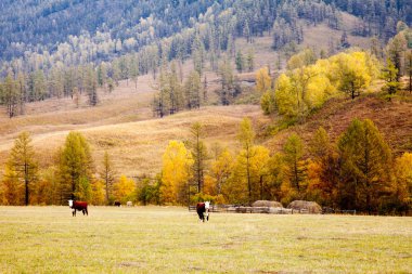 Altay sonbaharda inek otlatmak