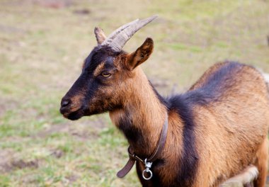 kahverengi keçi bir çayır üzerinde otlatma