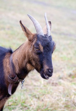 kahverengi keçi bir çayır üzerinde otlatma