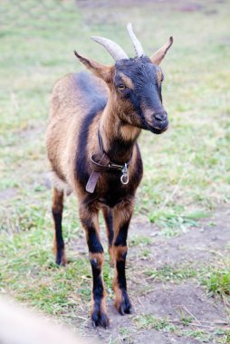 kahverengi keçi bir çayır üzerinde otlatma