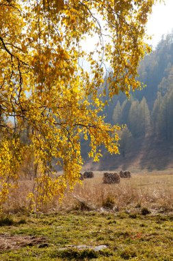 Altay haystacks sonbahar