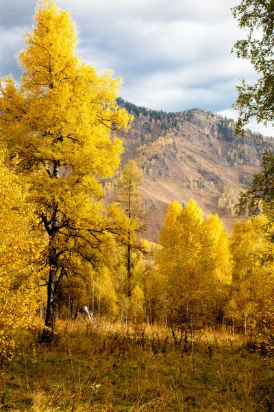 Алтайская осень — стоковое фото