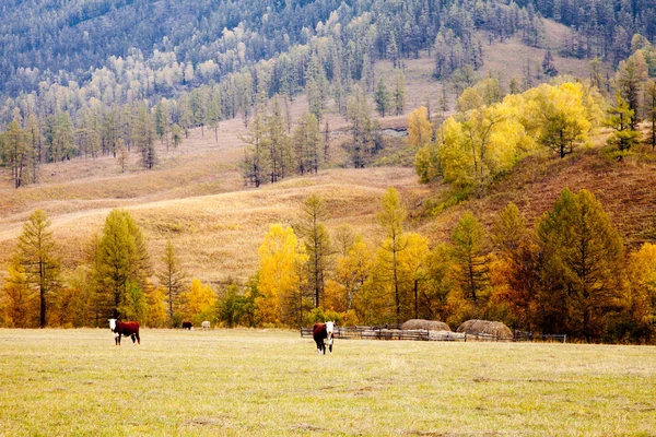 Altay sonbaharda inek otlatmak — Stok fotoğraf