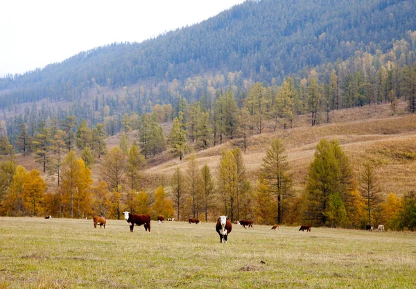 Krávy se pasou na podzim v Altajské — Stock fotografie