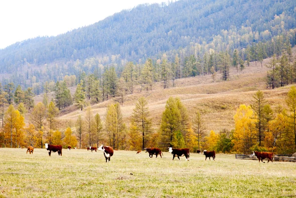 Krávy se pasou na podzim v Altajské — Stock fotografie