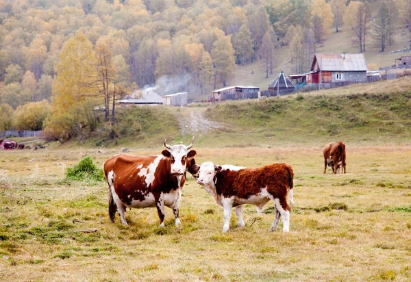Krávy se pasou na podzim v Altajské — Stock fotografie
