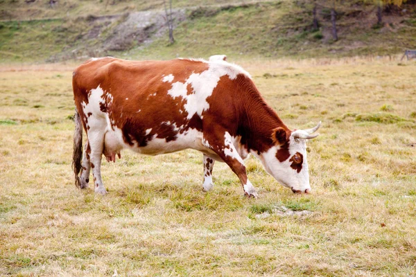 アルタイの秋に牛が放牧されて — ストック写真