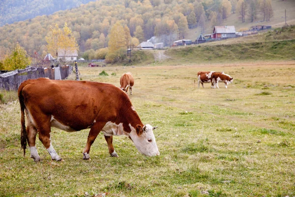 Krávy se pasou na podzim v Altajské — Stock fotografie