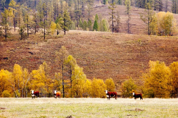Cows graze in the autumn in Altai — Stock Image Cows graze in the autumn in Altai Royalty Free Stock Photos