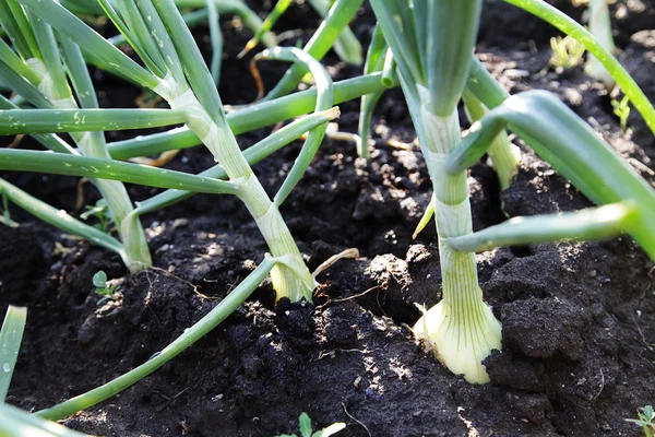 Onions grow in the garden — Stock Photo, Image
