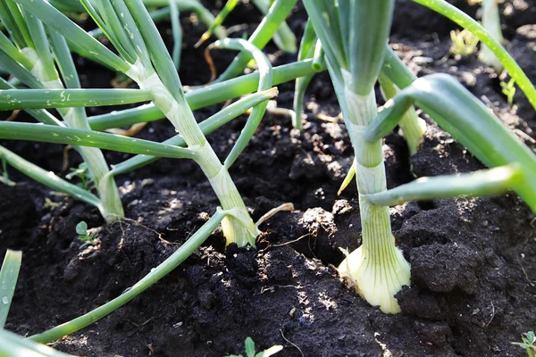 Zwiebeln wachsen im Garten Stockfoto