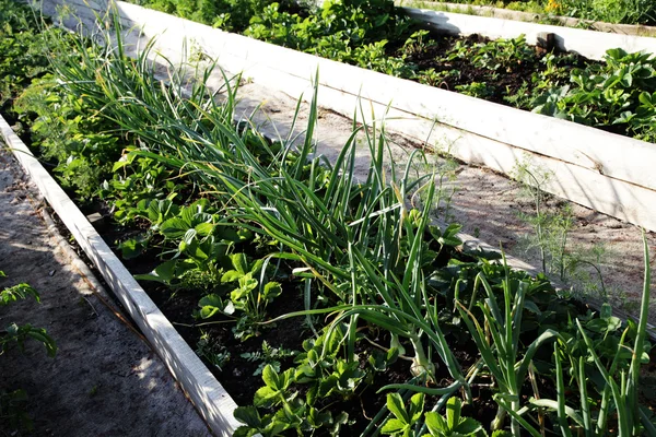 Knoblauch wächst im Garten Stockbild