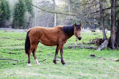 Çim üzerinde duran genç at