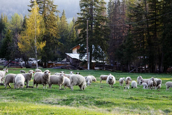 Schafe weiden auf dem Gras — Stockfoto