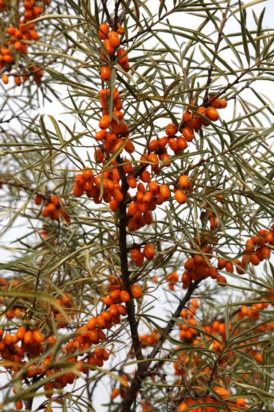 Ripe berries of sea-buckthorn on a branch — Stock Photo, Image