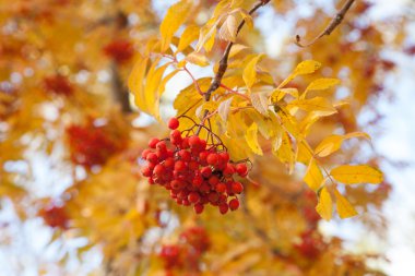 Sonbahar ağaç dağ kül olgun çilek ile
