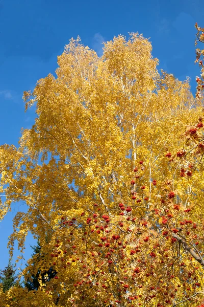 秋天的桦树映衬着天空 — 图库照片