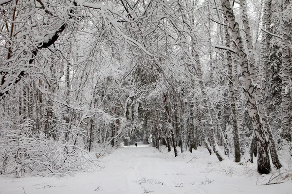 Sibérie. Route en forêt de bouleaux en hiver — Photo