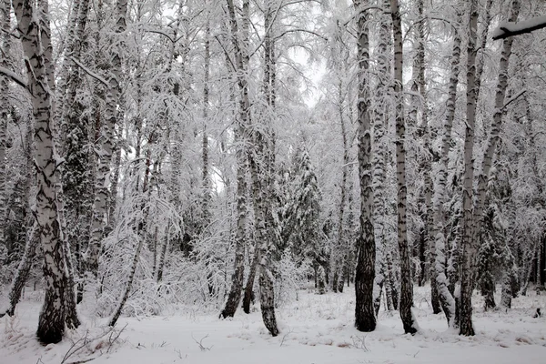 Sibérie. Forêt de bouleaux dans la neige — Photo
