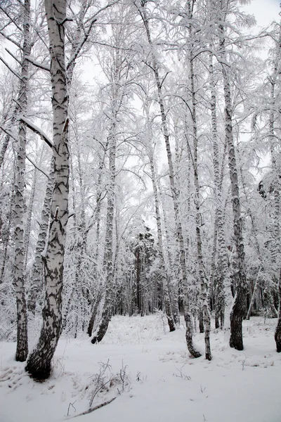 Sibérie. Forêt de bouleaux dans la neige — Photo