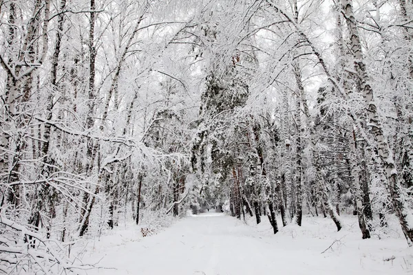 Route dans la forêt d'hiver — Photo
