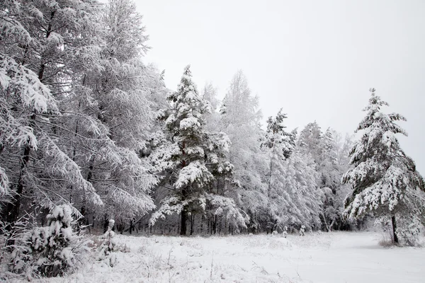 Forêt enneigée hivernale en sibérie — Photo