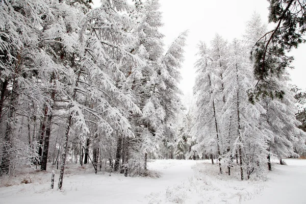 Route dans la forêt d'hiver — Photo