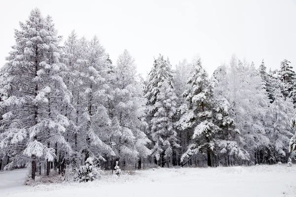 Inverno bosco innevato in siberia Foto Stock